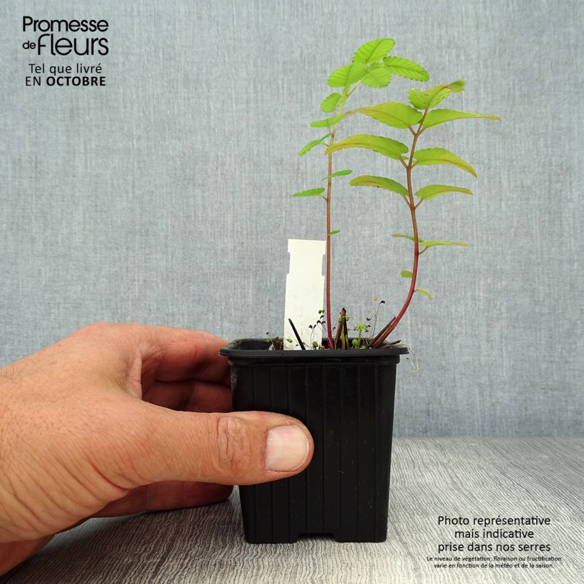 Ejemplar de Sanguisorba hakusanensis Maceta de 8/9 cm entregado en otoño