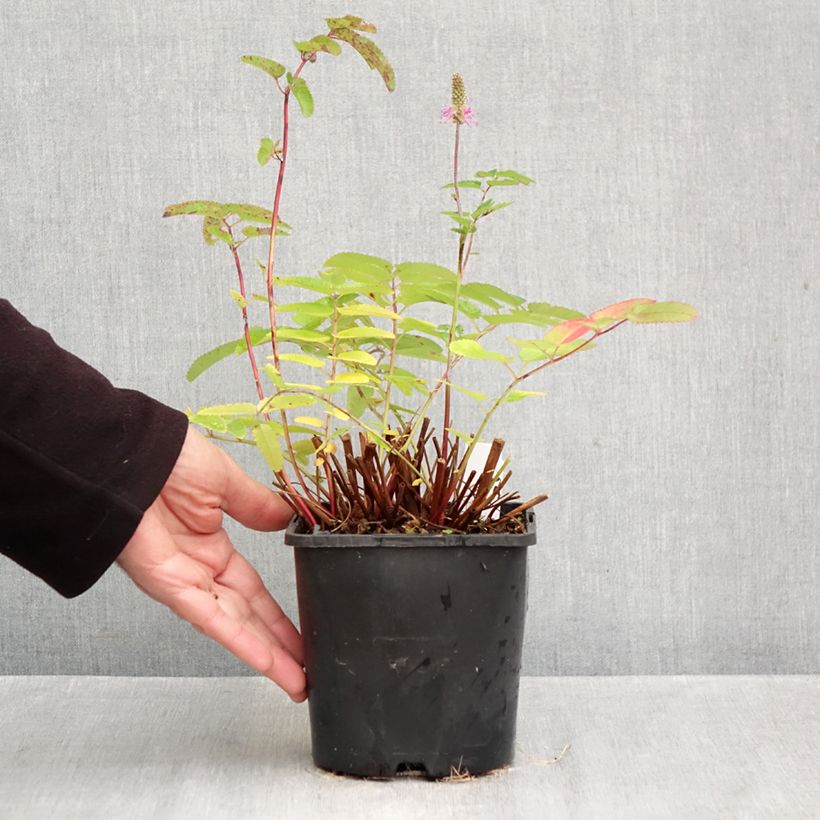 Ejemplar de Sanguisorba hakusanensis Pink Brushes Maceta 2L/3L entregado en otoño