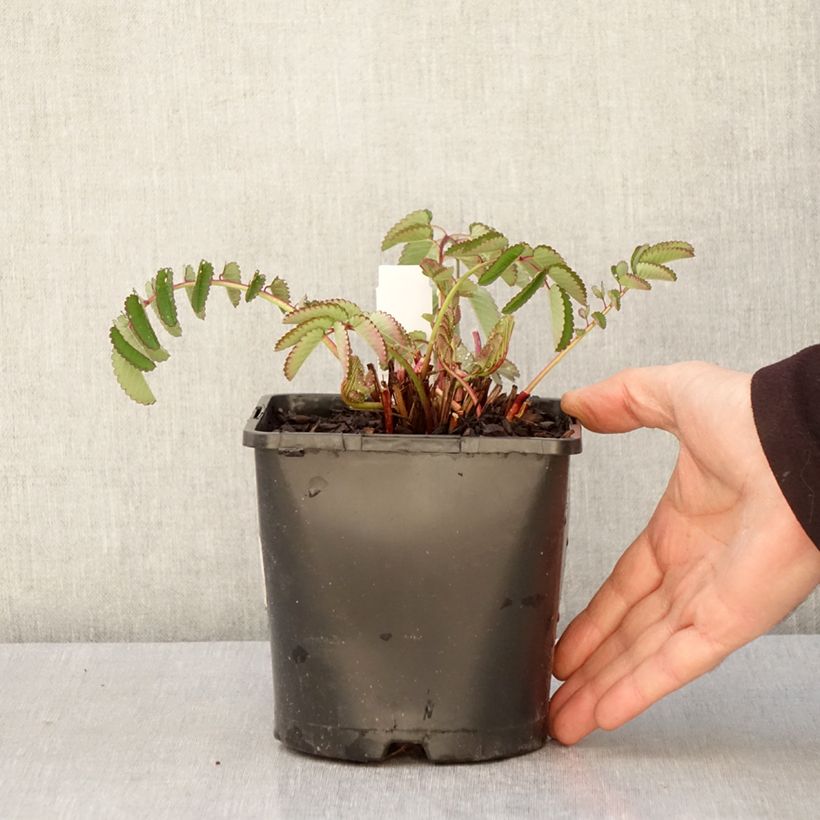 Sanguisorba hakusanensis Pink Brushes Maceta 2L/3L Ejemplar entregado en la primavera