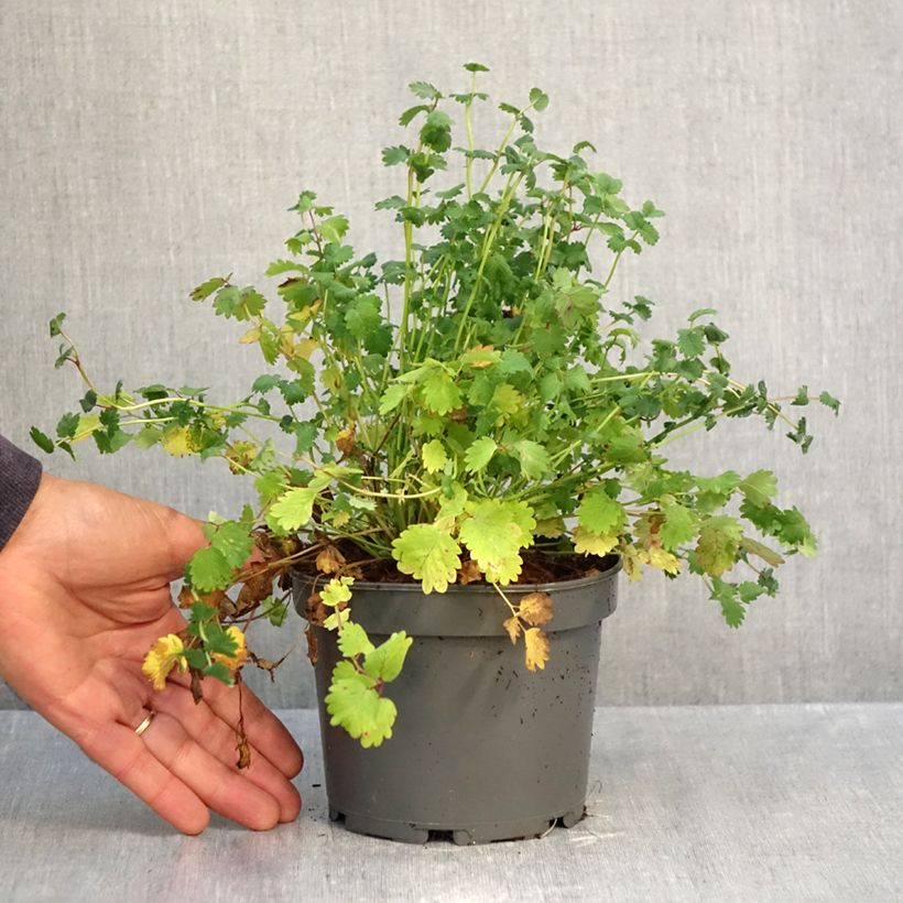 Ejemplar de Pimpinela - Sanguisorba minor Maceta 1,5L/2L entregado en otoño
