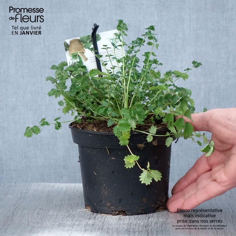 Pimpinela - Sanguisorba minor Maceta 1,5L/2L Ejemplar entregado en invierno