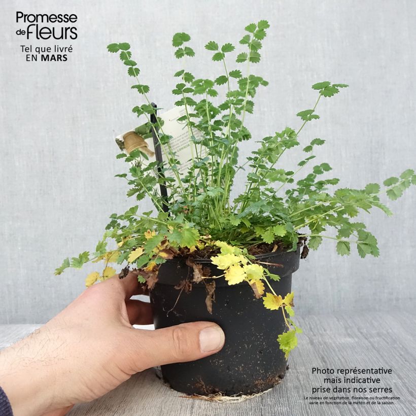 Pimpinela - Sanguisorba minor Maceta 1,5L/2L Ejemplar entregado en la primavera