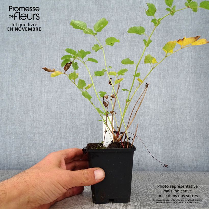 Ejemplar de Sanguisorba obtusa Maceta de 8/9 cm entregado en otoño