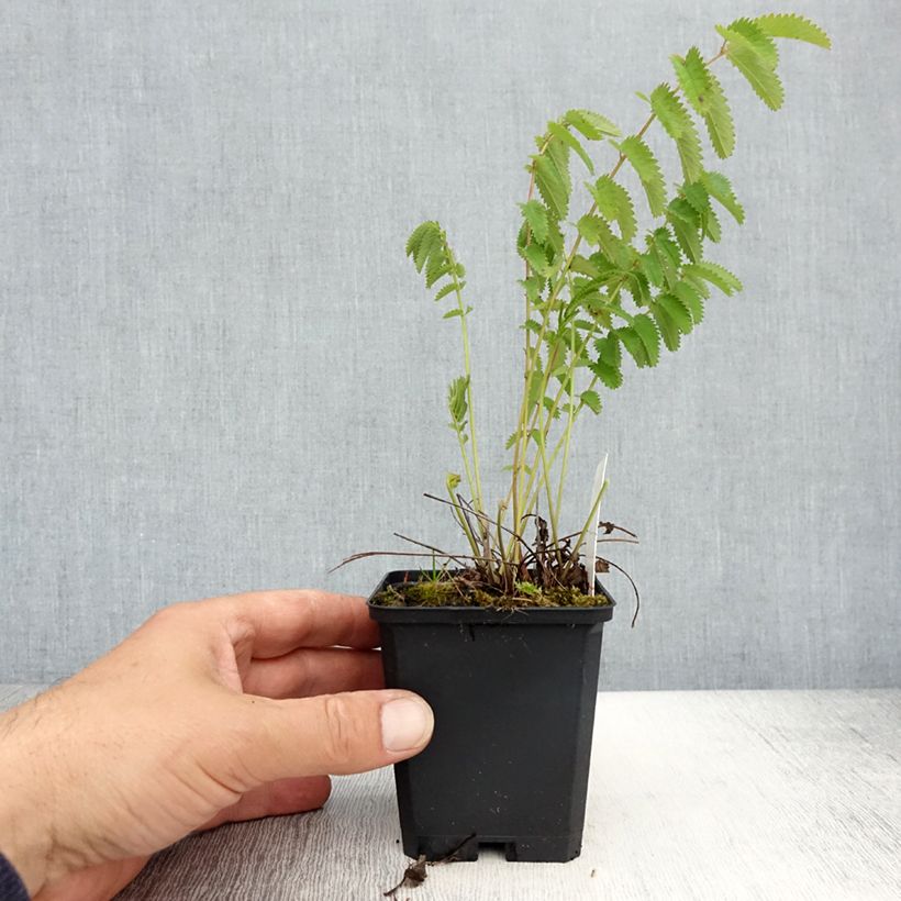 Sanguisorba officinalis Arnhem Maceta de 8/9 cm Ejemplar entregado en la primavera