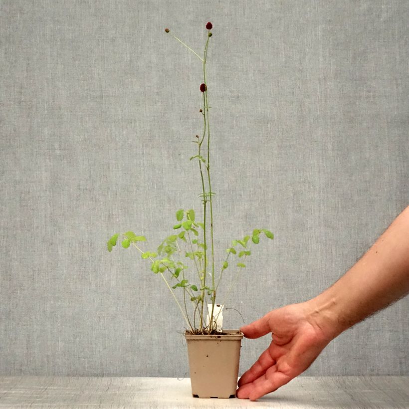 Ejemplar de Sanguisorba officinalis Morning Select Maceta de 8/9 cm entregado en verano