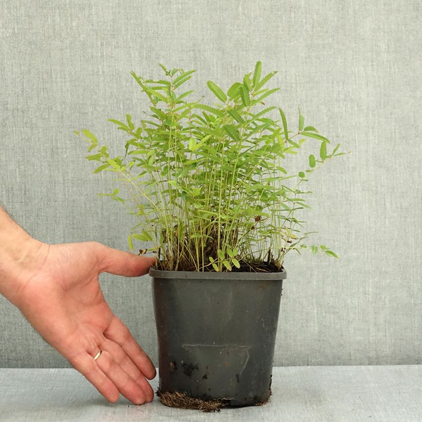 Ejemplar de Sanguisorba officinalis Pink Tanna Maceta 2L/3L entregado en verano
