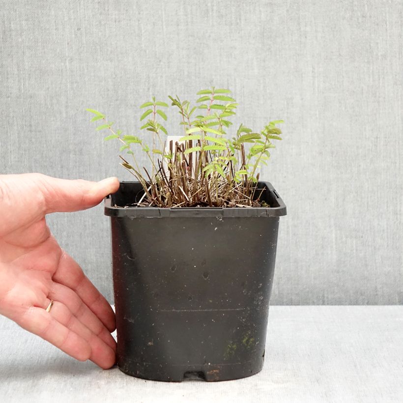 Sanguisorba officinalis Pink Tanna Maceta 2L/3L Ejemplar entregado en la primavera
