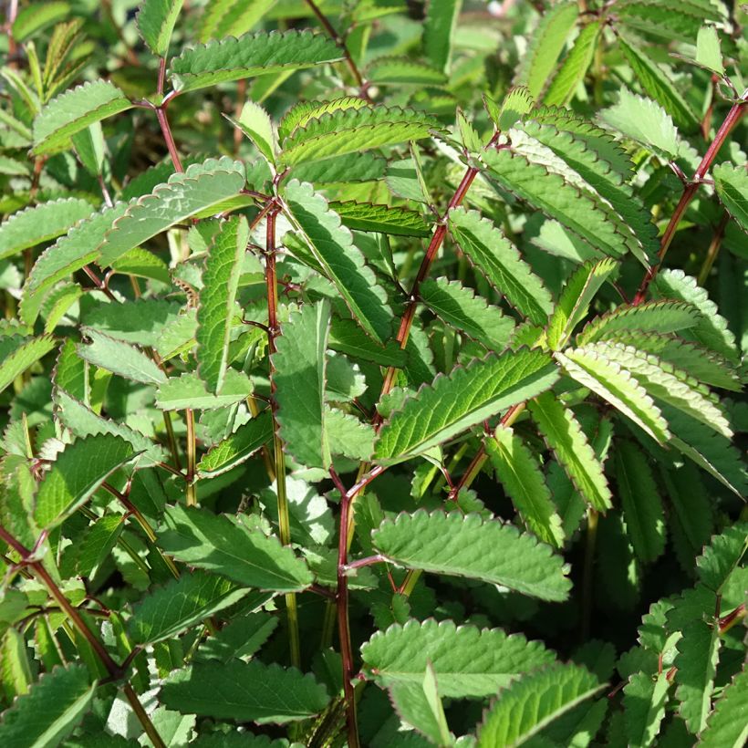 Sanguisorba Plum Drops (Follaje)