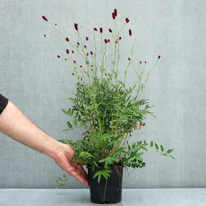 Ejemplar de Sanguisorba Plum Drops Maceta 1,5L/2L entregado en verano