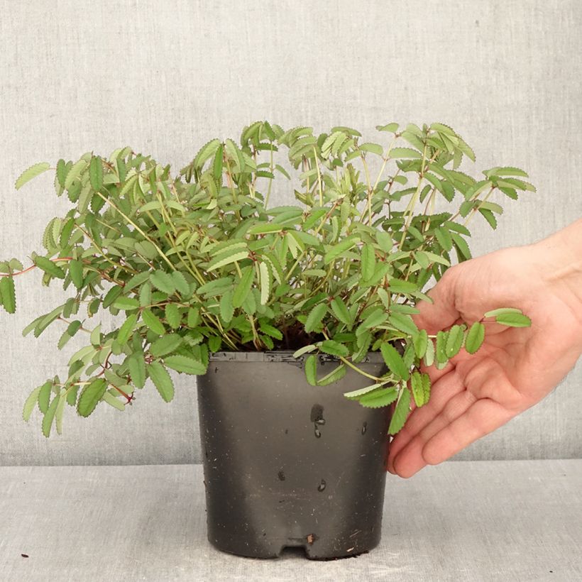 Sanguisorba Plum Drops - Pimprenelle Maceta 1,5L/2L Ejemplar entregado en la primavera