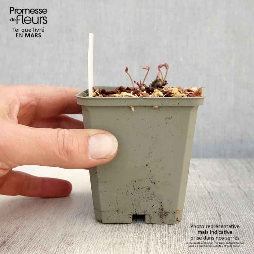 Sanguisorba Proud Mary Maceta de 8/9 cm Ejemplar entregado en la primavera