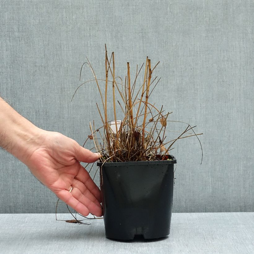 Ejemplar de Sanguisorba Proud Mary Maceta 2L/3L entregado en otoño