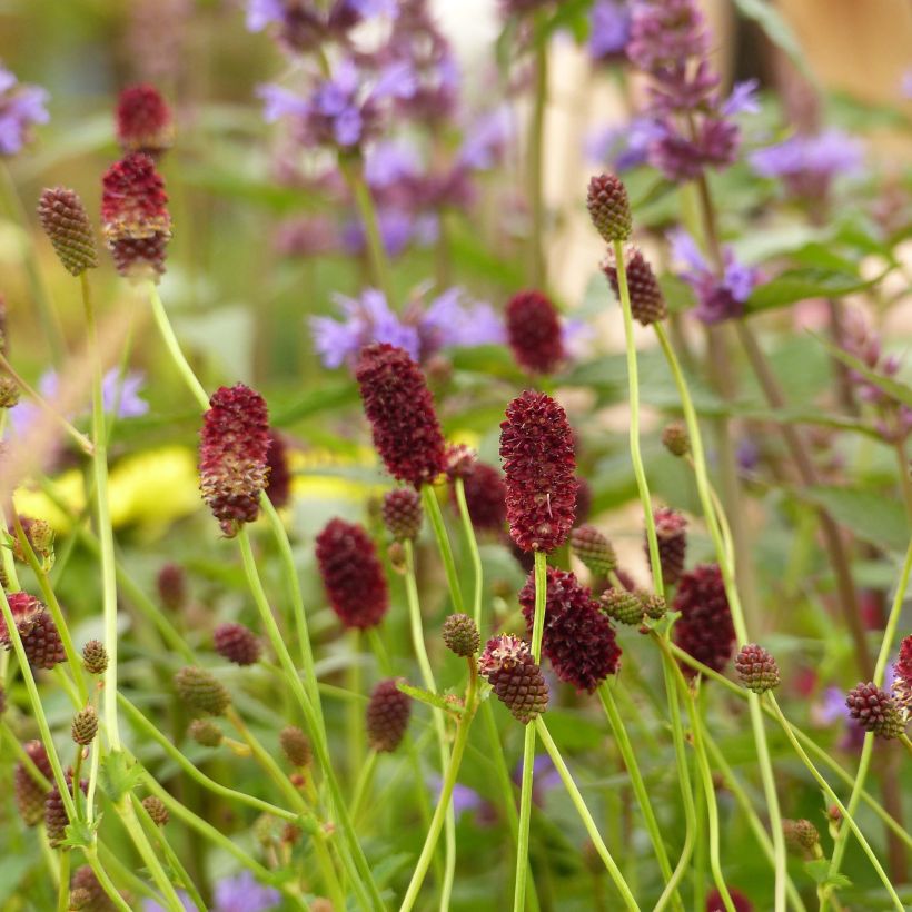 Sanguisorba officinalis Red Thunder (Floración)