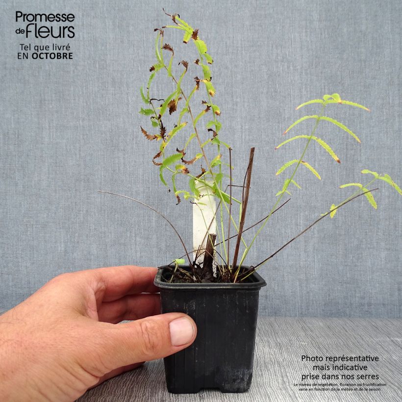 Ejemplar de Sanguisorba tenuifolia Alba Maceta de 8/9 cm entregado en otoño
