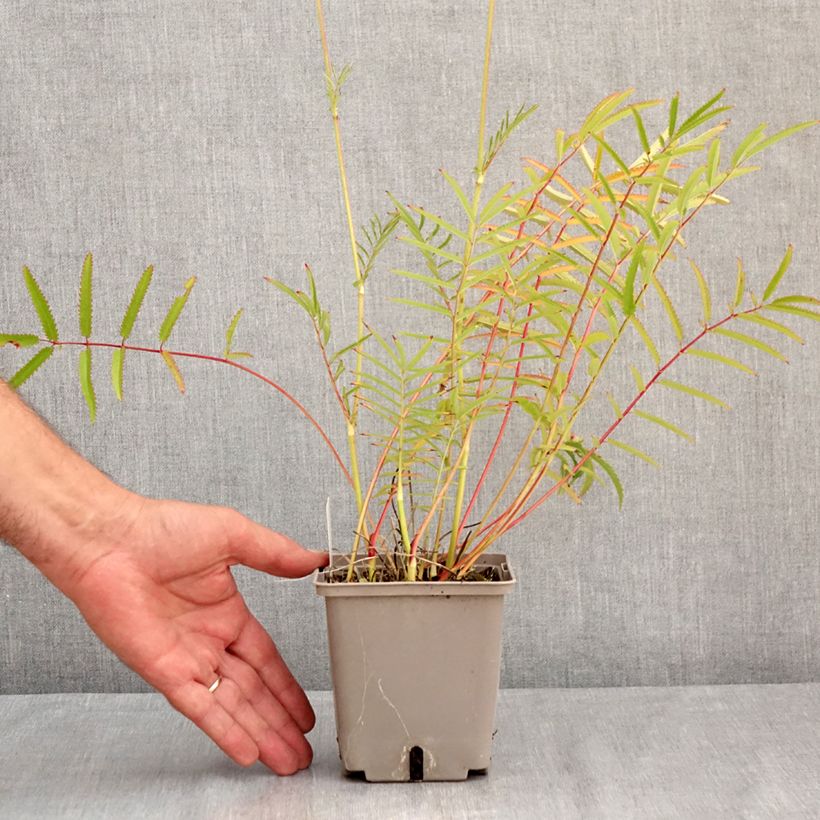 Ejemplar de Sanguisorba tenuifolia Alba Maceta 1L/1,5L entregado en verano