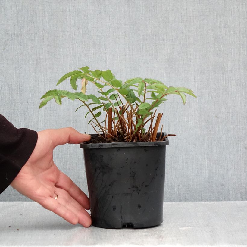 Ejemplar de Sanguisorba hakusanensis White Brushes Maceta 2L/3L entregado en otoño