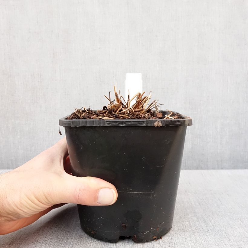 Sanguisorba hakusanensis White Brushes Maceta 2L/3L Ejemplar entregado en invierno
