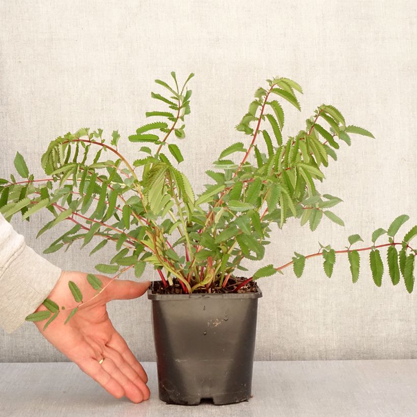 Sanguisorba hakusanensis White Brushes Maceta 2L/3L Ejemplar entregado en la primavera