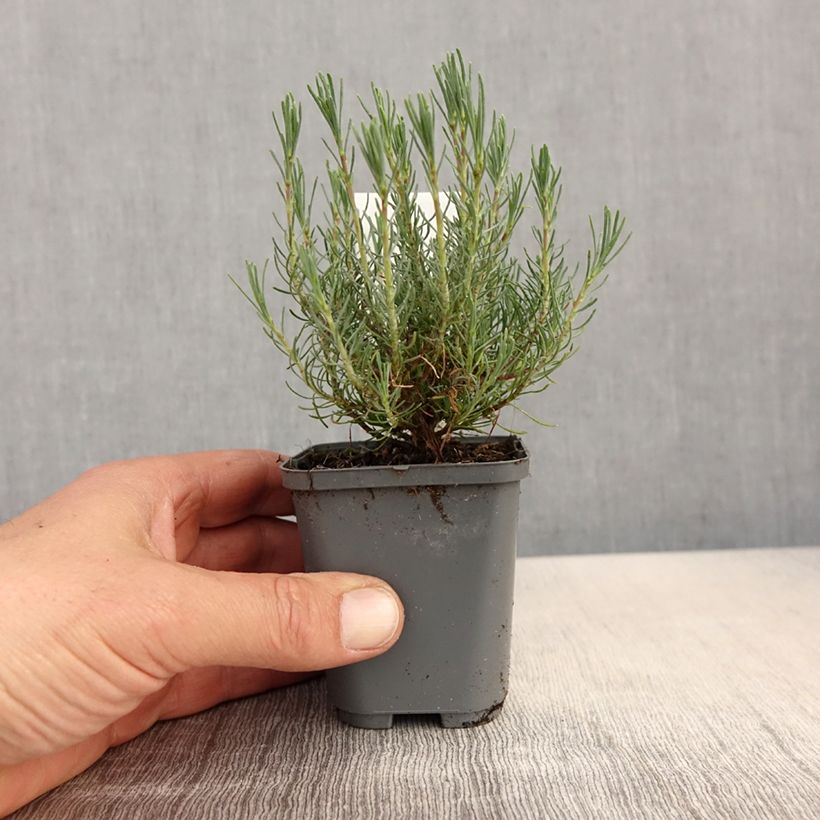 Santolina virens Maceta de 8/9 cm Ejemplar entregado en la primavera