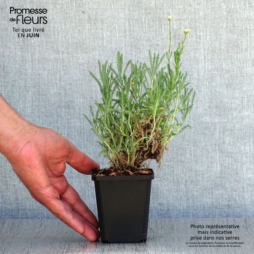Ejemplar de Santolina pinnata subsp neapolitana Edward Bowles Maceta de 8/9 cm entregado en verano