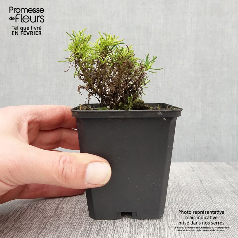 Santolina virens Lemon Fizz Maceta de 8/9 cm Ejemplar entregado en invierno