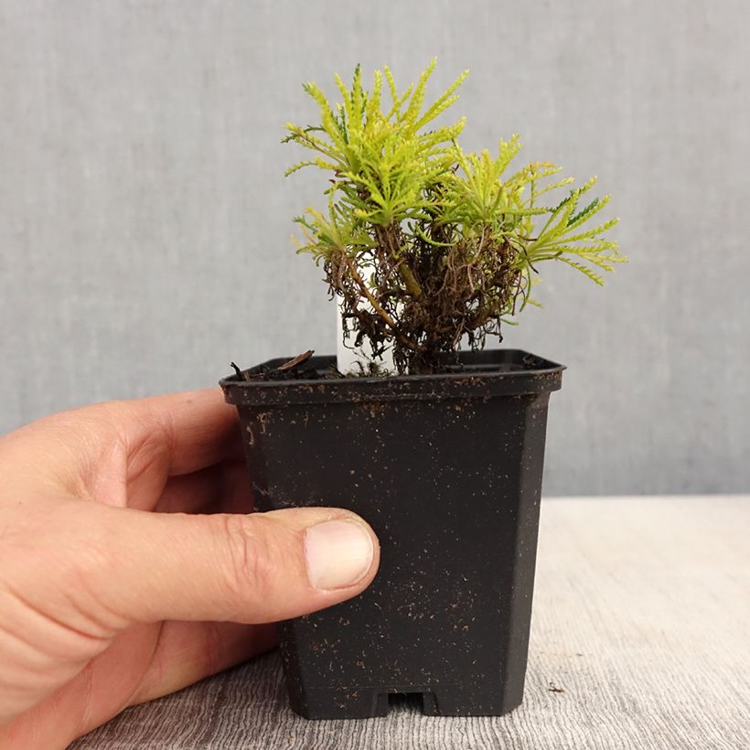 Santolina virens Lemon Fizz Maceta de 8/9 cm Ejemplar entregado en la primavera