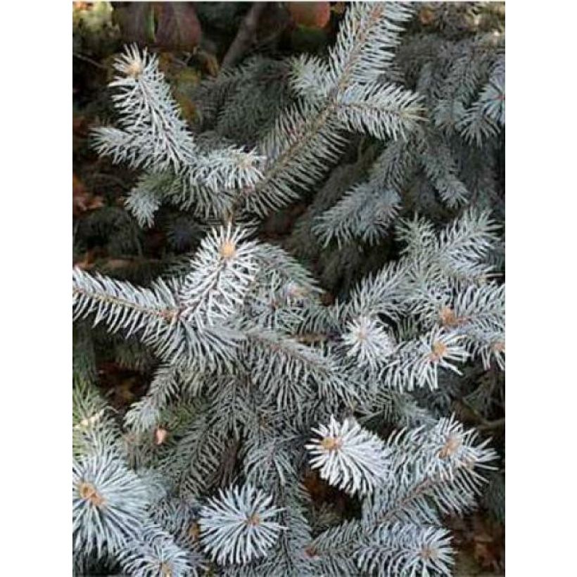 Picea pungens Blue Diamond - Pícea de Colorado (Follaje)