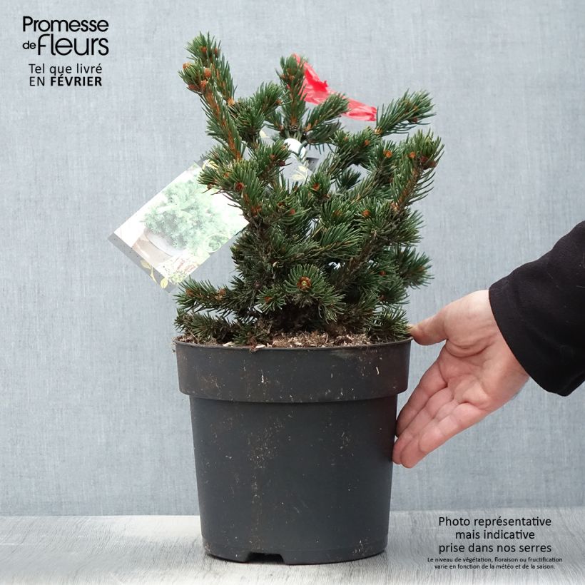 Picea pungens Lucky Strike - Pícea de Colorado Maceta 3L/4L Ejemplar entregado en invierno