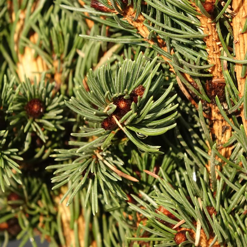 Picea pungens Lucky Strike - Pícea de Colorado (Follaje)