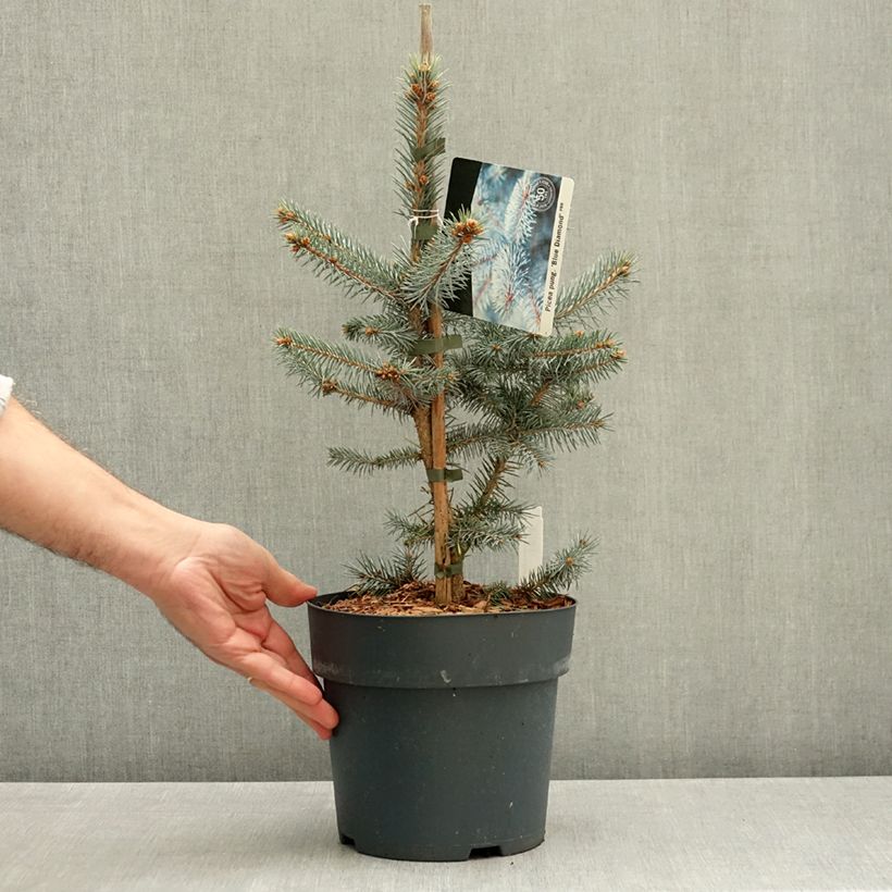 Ejemplar de Picea pungens Blue Diamond - Pícea de Colorado Maceta 4L/5L entregado en otoño