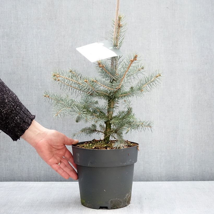 Picea pungens Blue Diamond - Pícea de Colorado Maceta 4L/5L Ejemplar entregado en invierno