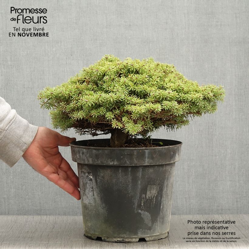 Ejemplar de Abies koreana Nadelkissen - Abeto de Corea Maceta 7,5L/10L entregado en otoño