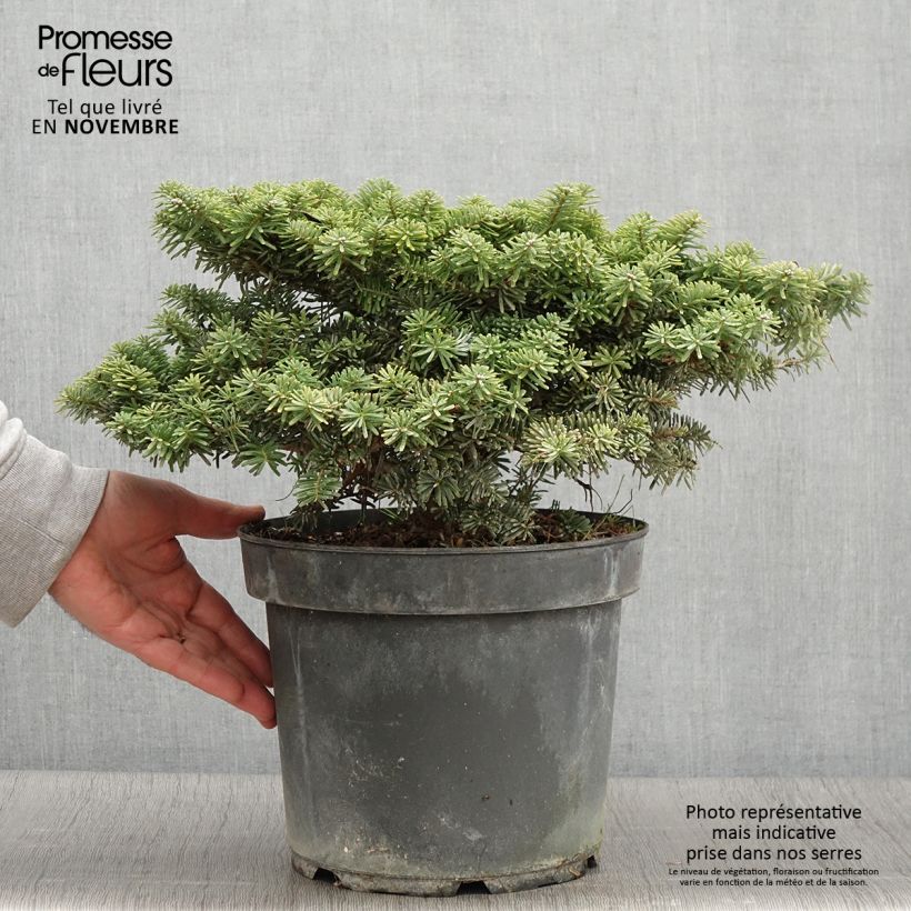 Ejemplar de Abies koreana Tundra - Abeto de Corea Pieza entregado en otoño