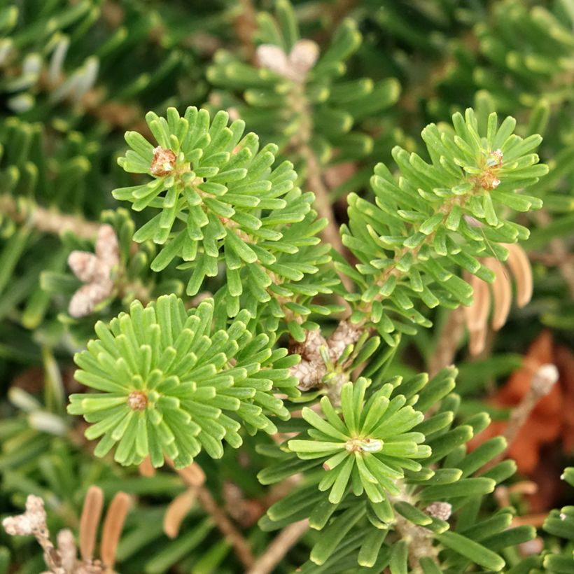 Abies koreana Green Carpet - Abeto de Corea (Follaje)