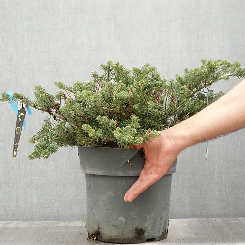 Ejemplar de Abies koreana Green Carpet - Abeto de Corea Maceta 3L/4L entregado en otoño