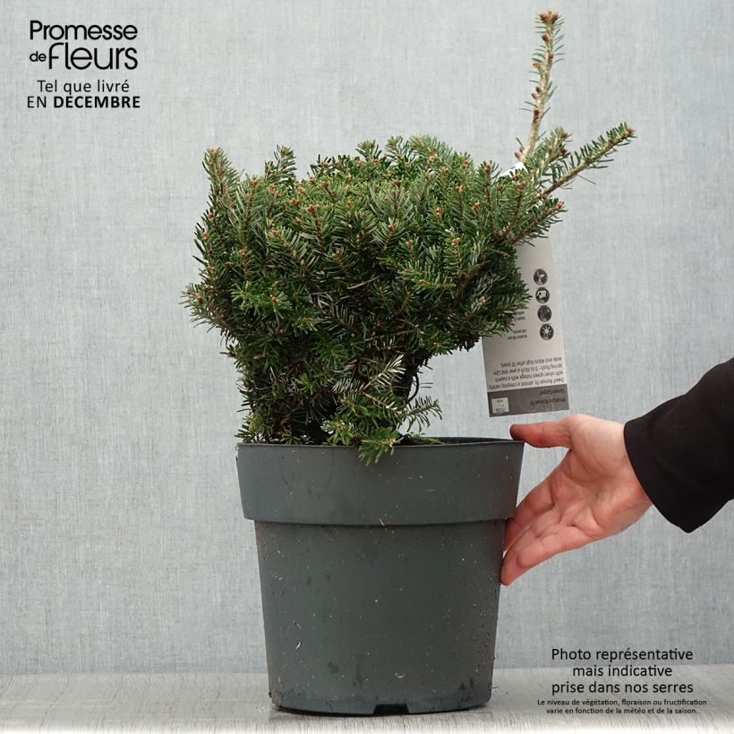 Abies koreana Green Carpet - Abeto de Corea Maceta 3L/4L Ejemplar entregado en invierno