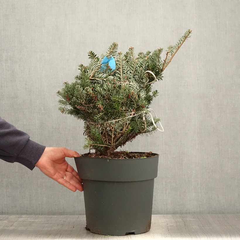Abies koreana Green Carpet - Abeto de Corea Maceta 3L/4L Ejemplar entregado en la primavera