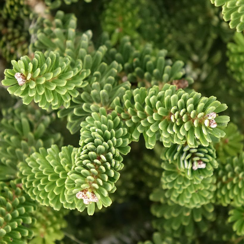 Abies koreana Molli - Abeto de Corea (Follaje)