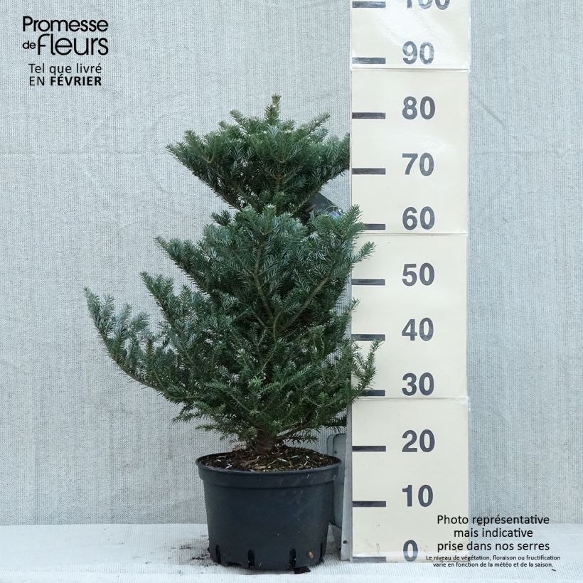 Abies koreana Molli - Abeto de Corea Maceta 4L/5L Ejemplar entregado en invierno