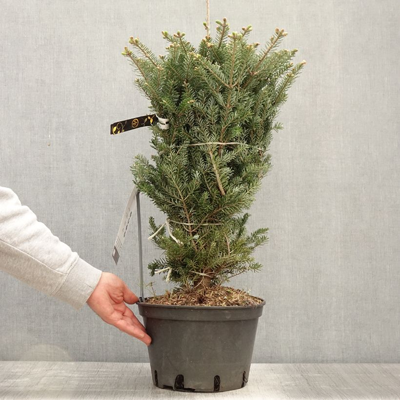Abies koreana Molli - Abeto de Corea Maceta 4L/5L Ejemplar entregado en la primavera