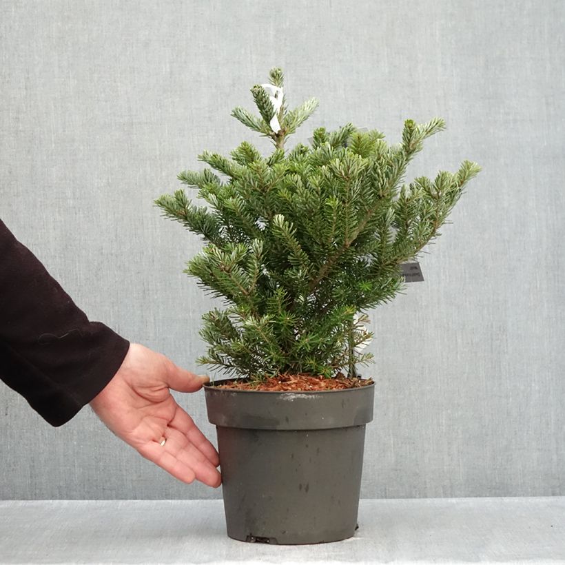 Ejemplar de Abies koreana Molli - Abeto de Corea Maceta 4L/5L entregado en otoño
