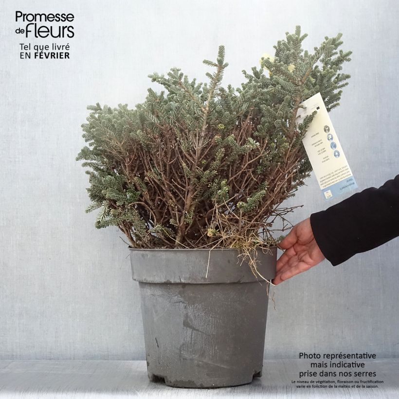 Abies koreana Oberon - Abeto de Corea Pieza Ejemplar entregado en invierno