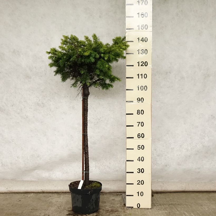 Ejemplar de Pseudotsuga menziesii Fletcheri - Pino de Oregón Maceta 7,5L/10L, Tallo entregado en verano