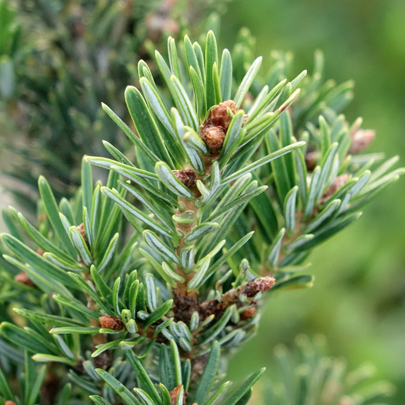Abies nordmanniana Kulista (Follaje)