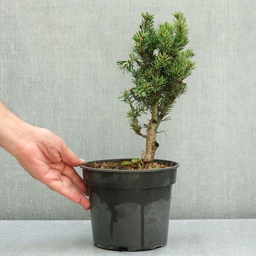 Ejemplar de Abies nordmanniana Kulista Maceta 3L/4L entregado en verano