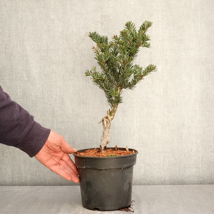 Abies nordmanniana Kulista Maceta 3L/4L Ejemplar entregado en la primavera