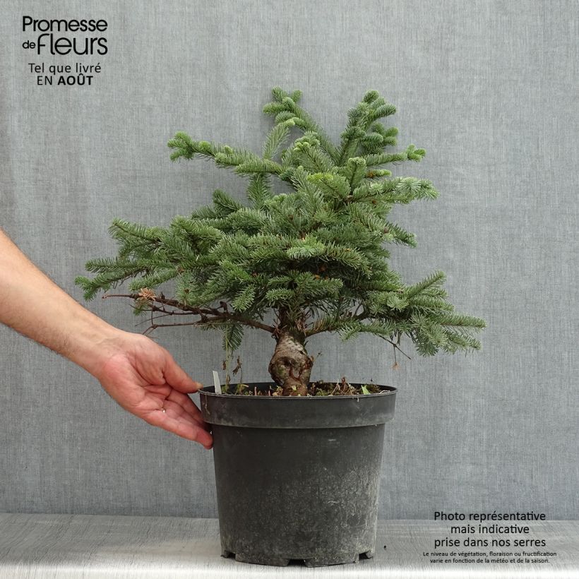 Ejemplar de Abies procera Bizzarro - Abeto noble Maceta 7,5L/10L entregado en verano