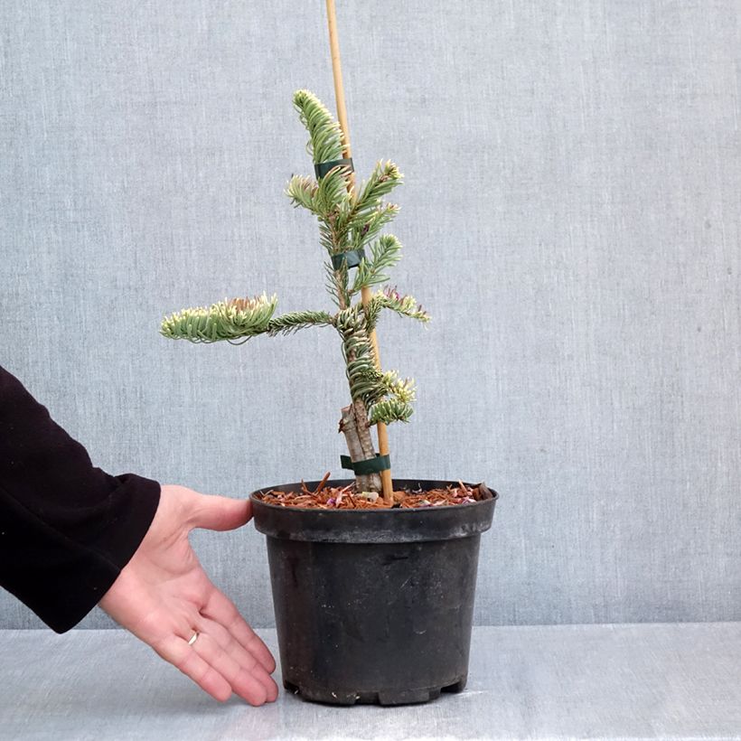 Ejemplar de Abies procera Sherwoodii - Abeto noble Maceta 3L/4L entregado en otoño