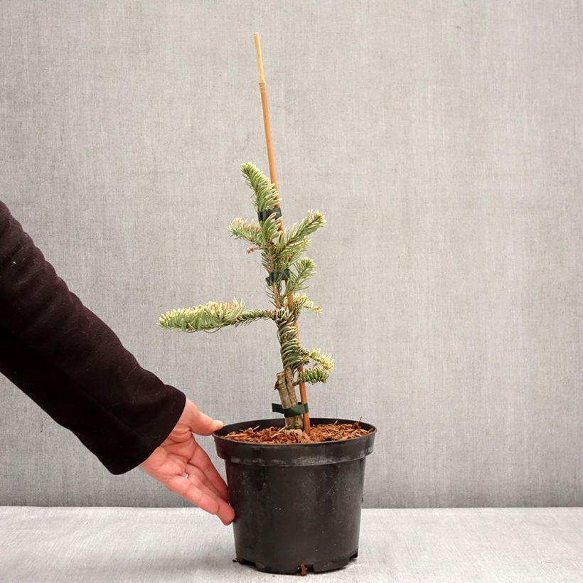 Abies procera Sherwoodii - Abeto noble Maceta 3L/4L Ejemplar entregado en invierno