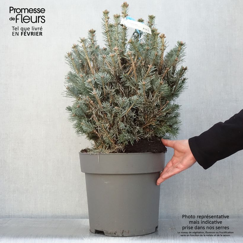 Abies lasiocarpa var. arizonica Compacta Maceta 6L/7L Ejemplar entregado en invierno